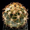 Melocactus_bellavistensis_1